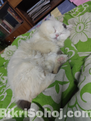 Pure Persian Cat